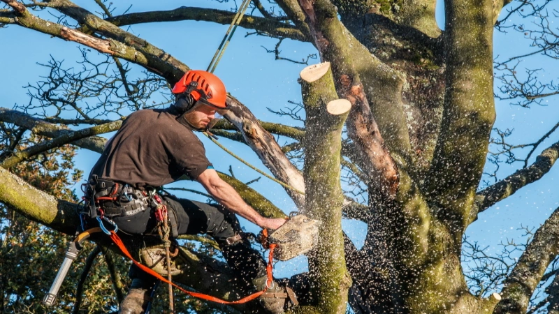 tree surgeon sale