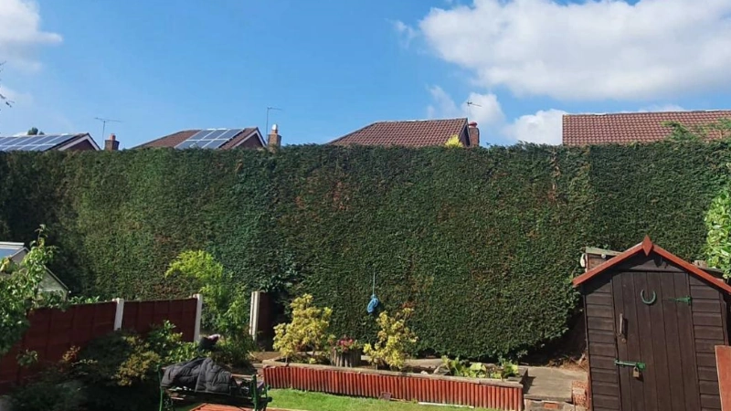 hedge trimming and pruning